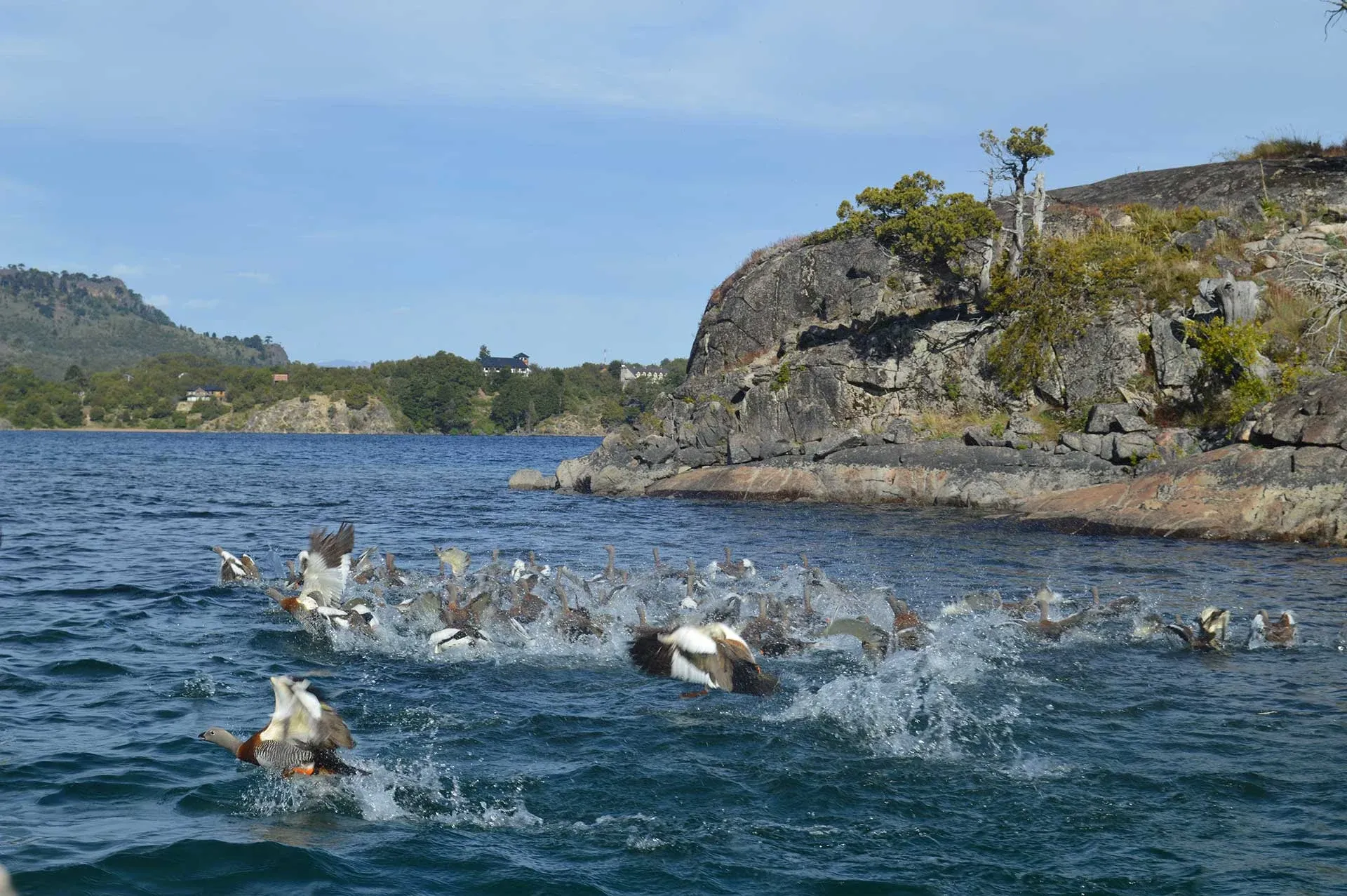 Aves levantando vuelo sobre el lago junto a una costa rocosa y arbolada