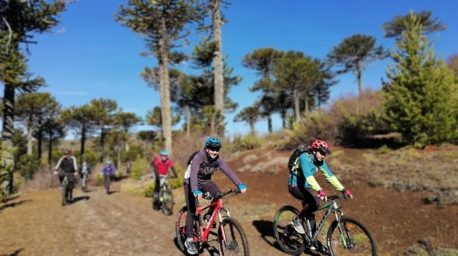 Ciclistas por un camino entre araucarias
