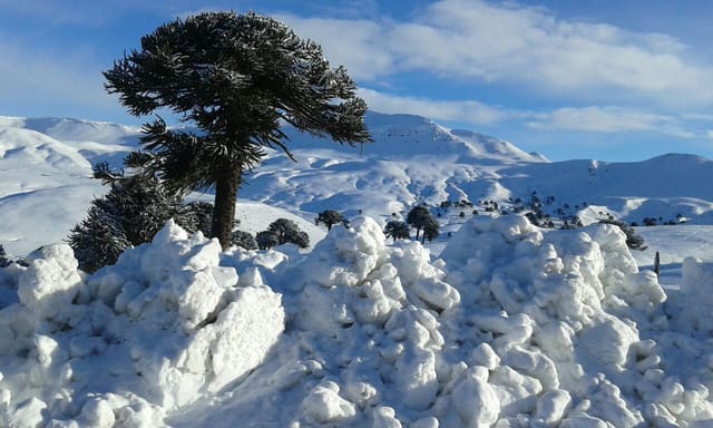 Araucaria frente a montañas nevadas