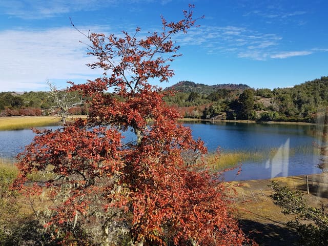 Árbol rojizo junto al lago