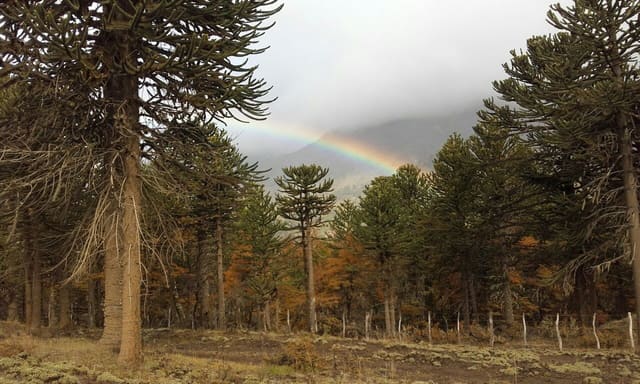 Arcoíris sobre un bosque de araucarias