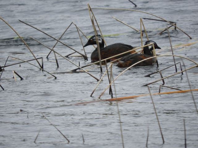 Dos aves acuáticas entre juncos