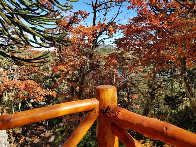 Baranda de madera entre árboles rojizos