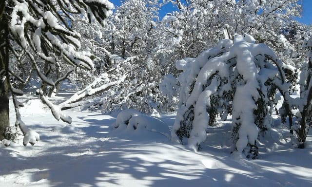 Bosque cubierto de nieve