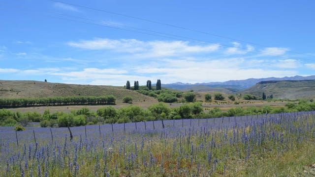 Campo de flores violetas y álamos