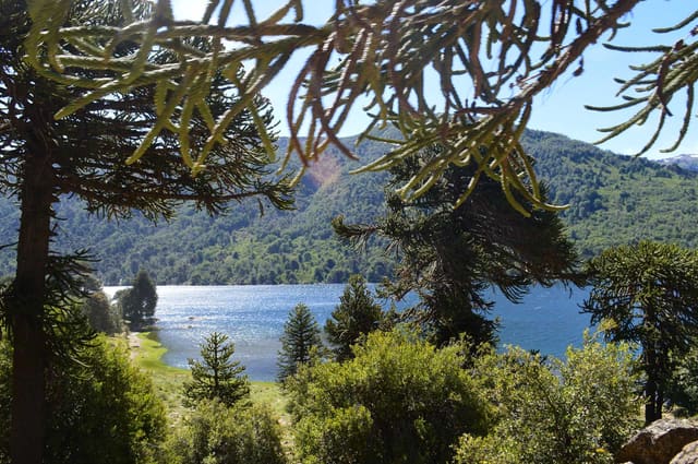 Lago y montañas entre ramas de araucaria