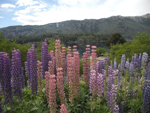 Lupinos rosas y violetas frente a las montañas
